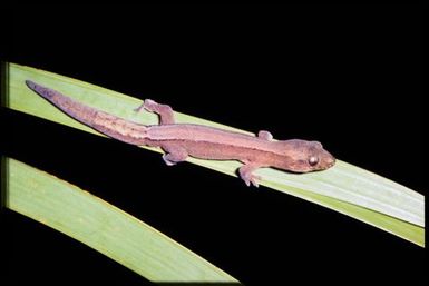 Gecko sp.