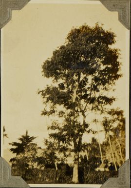 Tree at Malua, near Apia?, Samoa, 1928