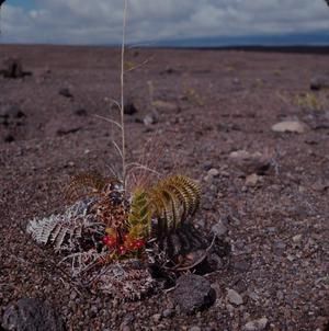 [Vaccinium at Kilauea, United States]