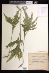 Selaginella kanehirae