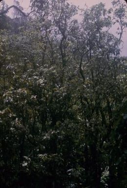 [Unidentifed densely leaved plant from Castle Trail, United States]