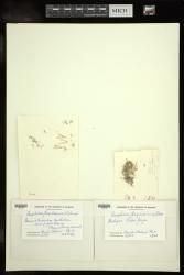 Amphiroa fragilissima