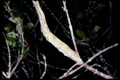 Gecko sp.