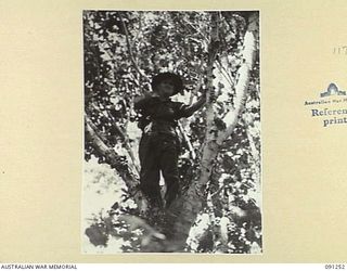 KARAWOP AREA, AITAPE-WEWAK SECTOR, NEW GUINEA. 1945-04-25. MAJ E.H. JACKSON-HOPE, OC D COMPANY, 2/1 INFANTRY BATTALION, LOOKING AT THE COUNTRY AHEAD FROM A TREE, AS THE UNIT, UNOPPOSED CLIMBS UP TO ..