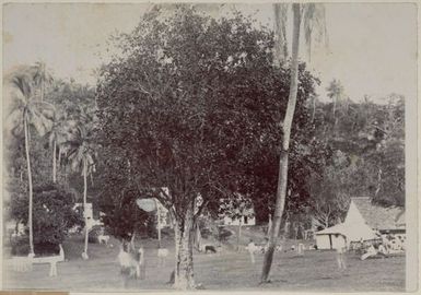 Men playing and watching cricket. From the album: Cook Islands