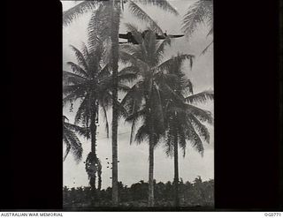 MOMOTE, LOS NEGROS ISLAND, ADMIRALTY ISLANDS. 1944-03-08. SUPPLIES BEING DROPPED BY A US ARMY AIR FORCE FLYING FORTRESS AIRCRAFT VISIBLE OVER THE TOPS OF THE PALM TREES. BOXES OF AMMUNITION CAN BE ..