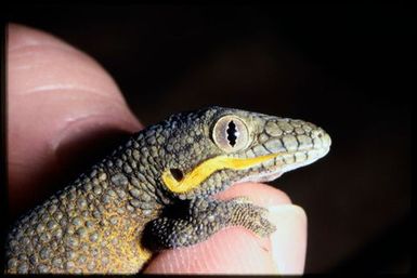 Eurydactylodes agricolae