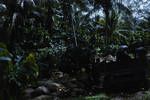 Copra plantation, Boungainville, Jun 1963