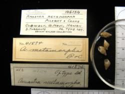 Amastra; metamorpha