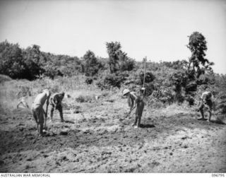 RABAUL, NEW BRITAIN, 1945-09-15. JAPANESE WORKING PARTY CLEANING AN AREA NEAR THE FORMER GOVERNMENT HOUSE FOR HQ 11 DIVISION CAMP SITE. JAPANESE TROOPS ARE BEING USED TO PREPARE CAMP SITES FOR HQ ..