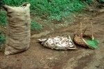 Copra Shelling and Bagging