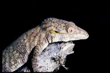 Eurydactylodes symmetricus