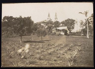 Pineapple plantation - Avele College