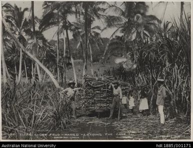 Loading cane in a Fijian sugar field