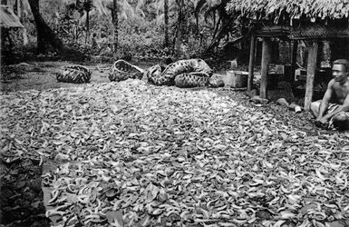 Copra drying, Samoa