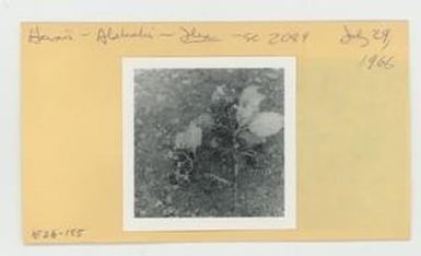 [Ilse in Hawaii, envelope IE26-185]