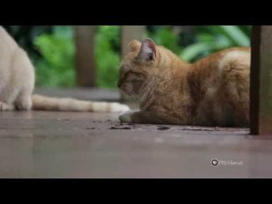 PBS Hawaii - HIKI NŌ Episode 510 | Chiefess Kamakahelei Middle School | Feral Cats on Kauai