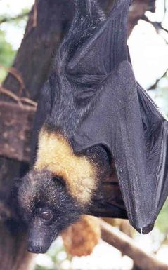 WOE 92 Mariana Fruit Bat