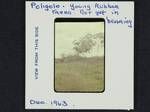 Young rubber trees, not yet in bearing, Poligolo, [Papua New Guinea], Dec 1963