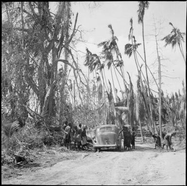 Damaged palm trees, Rabaul, New Guinea, 1937 / Sarah Chinnery