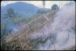 Gardening: slash-and-burn method being used to prepare ground for Yemp's garden