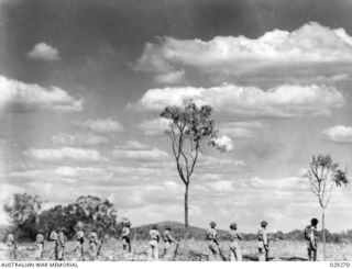 TOWNSVILLE, AUSTRALIA. 1942-11. "GUINEA PIGS" DURING THE GAS SHOOT BY 5TH FIELD REGIMENT, ROYAL AUSTRALIAN ARTILLERY. NOTE SHELL BURST JUST RIGHT OF CENTRAL TREE. LIQUID DROPS FROM THIS BURST WILL ..