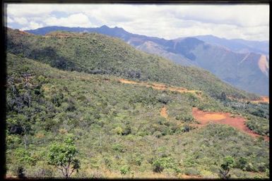 Shrub-forest on hillside