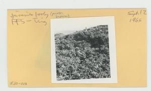 [Booby in Hawaii, envelope IE30-017]