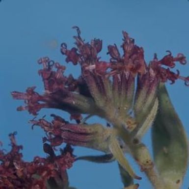 [Dubautia close-up from Konahuanui Peak, United States]