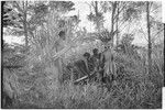 Pig festival, uprooting cordyline ritual: uprooted plants, carried at waist (positioned as a dead warrior), are brought to clan boundary