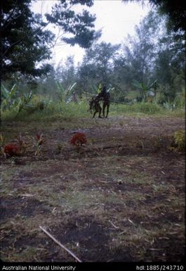 Males carrying branches