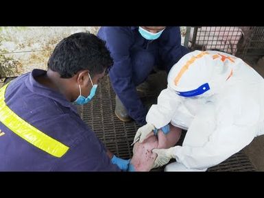 African Swine Fever; Keeping The Door Closed