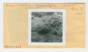 [Fimbristylis in Hawaii, envelope IE27-073]