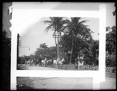Coaches on road to the Pali at Chamber of Commerce party, Hawaii, 1907
