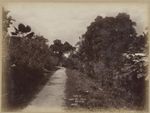 View in Pratt Street, Suva, Fiji, approximately 1890 / Charles Kerry