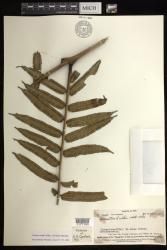 Marattia smithii