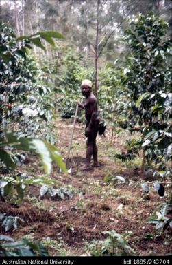 Man working in the garden