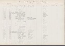 Placostylus; porphyrostomus