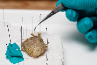 Tiny reef fish collected from a rotenone station are pinned down during the preserving process during the 2017 South West Pacific Expedition.