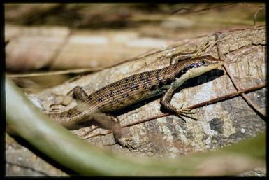 Emoia trossula