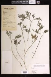 Botrypus indet