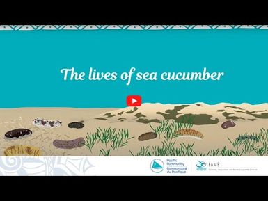 Sea cucumbers and beche-de-mer in the Pacific Islands: The lives of sea cucumber