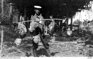 NEW GUINEA, C. 1915. THE DAY'S "BAG" - THREE OF THE MOST BEAUTIFUL BIRDS IN NEW GUINEA, KNOWN TO NATIVES AS "KORREA". THE BIRD IS A TRUE PIGEON, BUT TWICE THE SIZE OF THE ORDINARY PIGEON, HAVING A ..