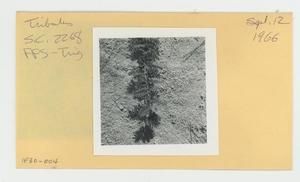 [Tribulus in Hawaii, envelope IE30-004]