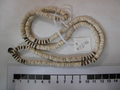 currency, shell