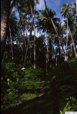 ["palmträdskronor, himmel, fotografi, photograph"]