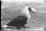 Hornbill