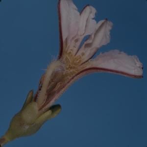 [Scaevola taccada cross-section from Makapu'u, United States]