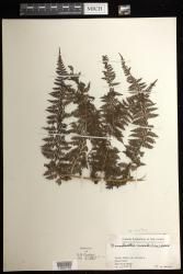 Dennstaedtia resinifera