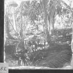 People in palm plantation, New Guinea?, c1924 to ?